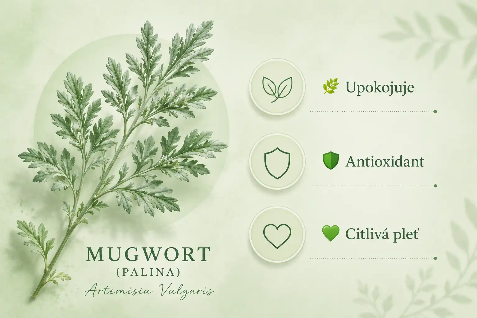 Mugwort (Palina) – tradičná K-Beauty ingrediencia pre citlivú pleť.
